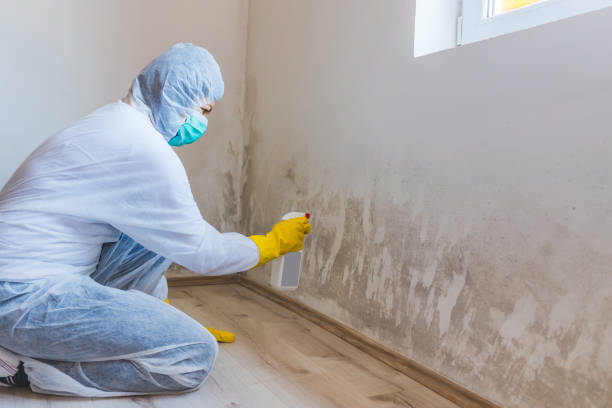 Mold Remediation specialist working in Freeburg