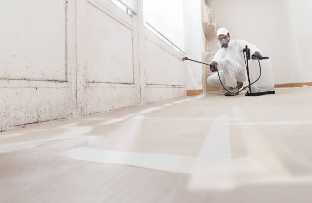 Black mold remediation team in Freeburg
