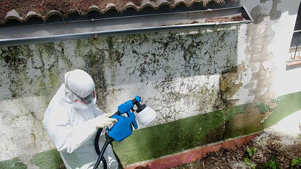 Mold Remediation service in Freeburg, Freeburg, IL